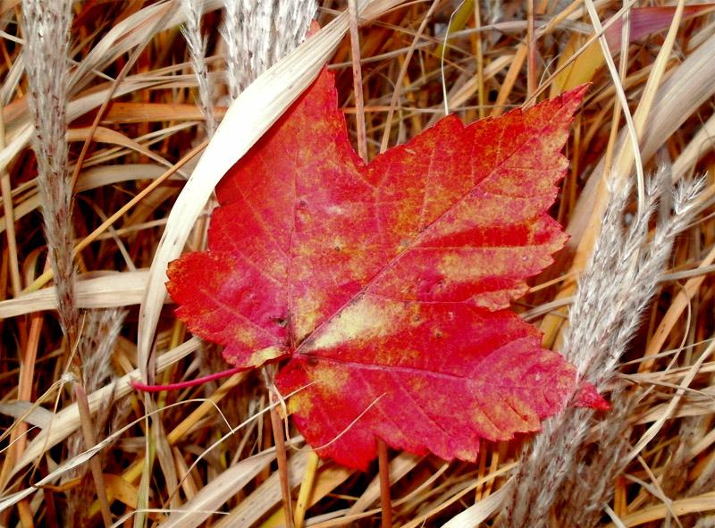 A red maple leaf in autumn