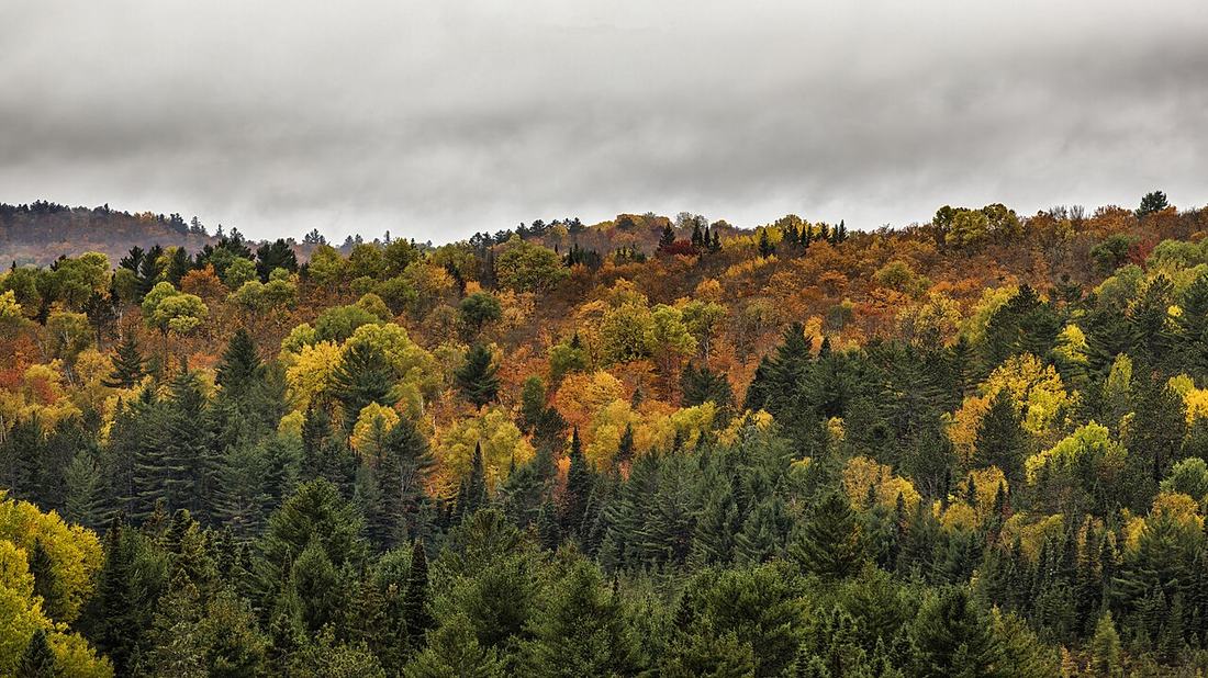 An autumn forest in Algonquin Provincial Park, Ontario