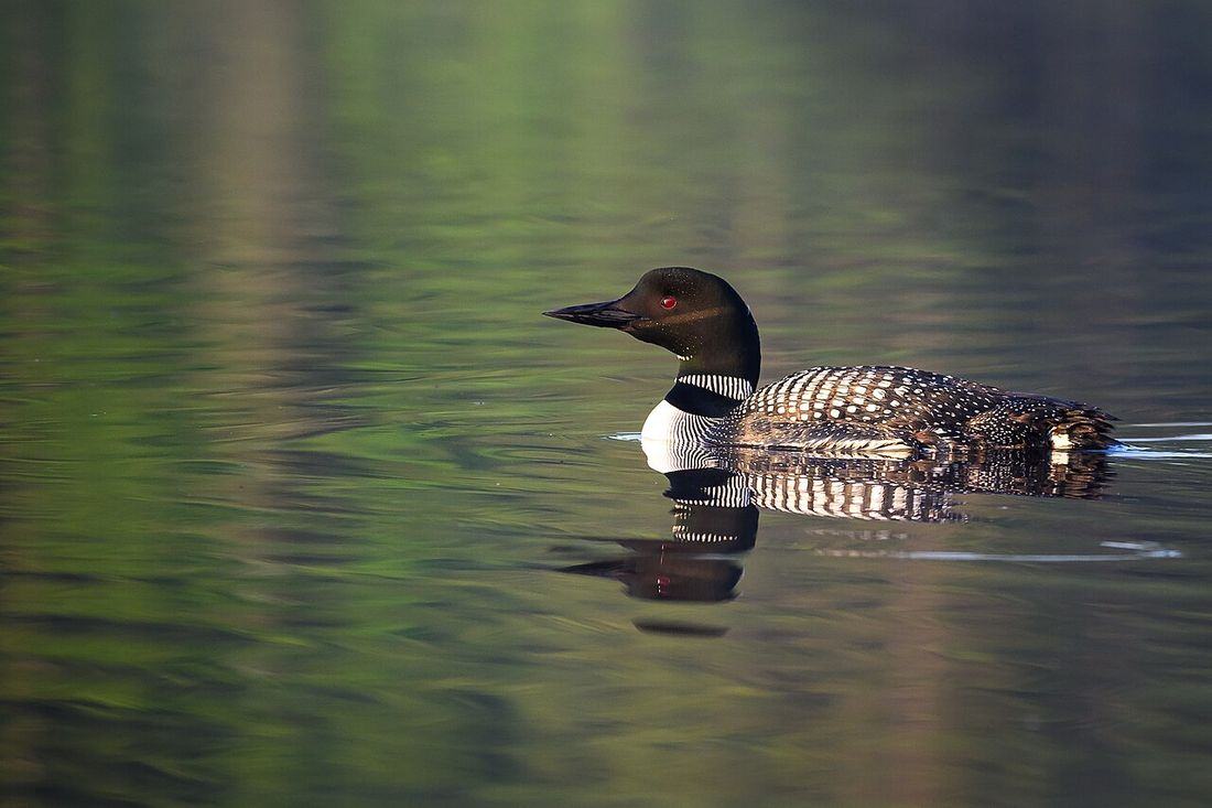 A loon on a lake — the bird on the Canadian loonie