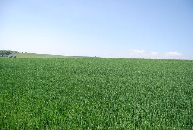 A green crop field on the prairies